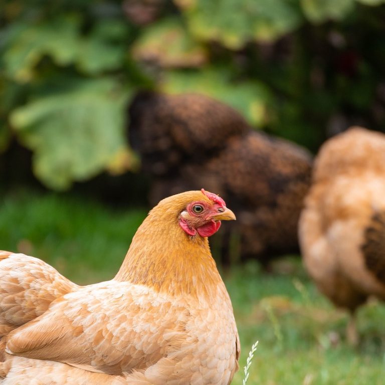 chicken-3570954_1280
