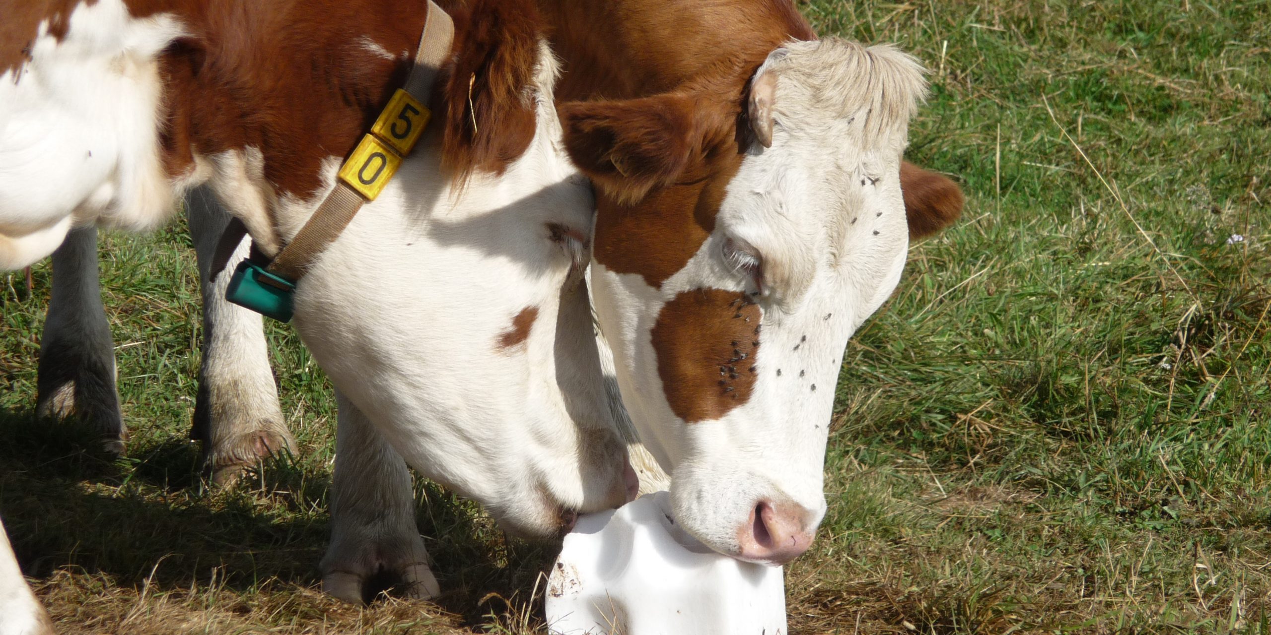 63_GAEC des Marmottes (4)