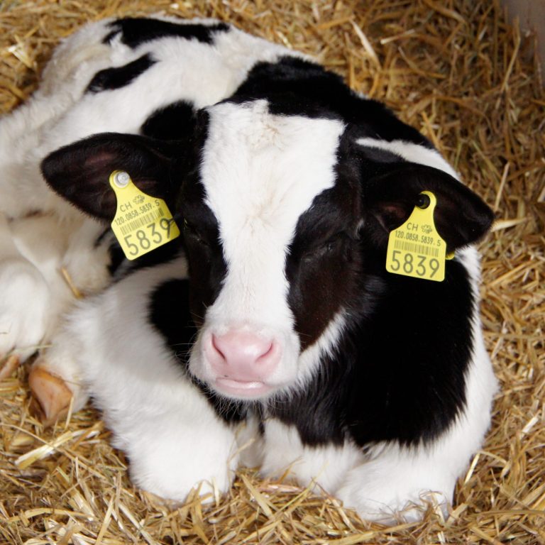 calf