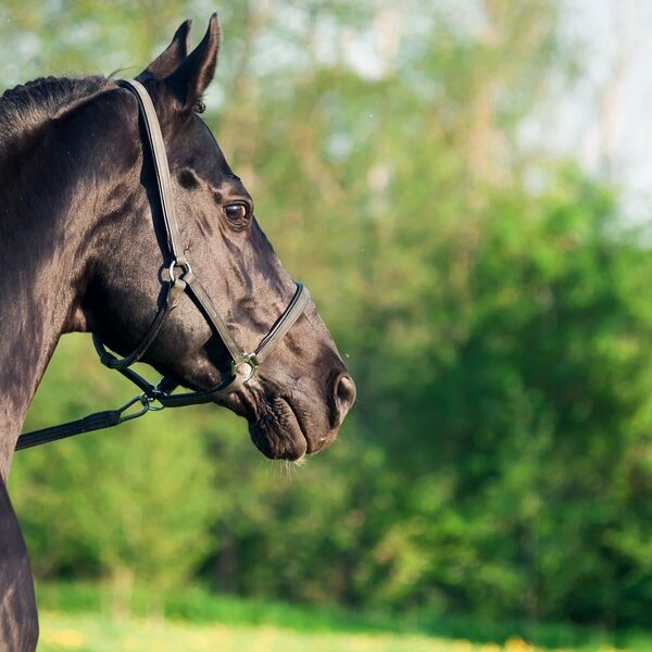 Portrait of  beautiful black breed stallion