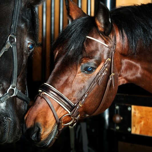 Portrait of  couple beautiful  breed horses posing together. sta