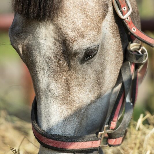 portrait of  grey horse eating hay outdoor. close up. farming ho