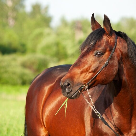 portrait of beautiful red-bay sportive stallion posing in green