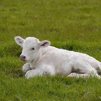 calf-1726620__340