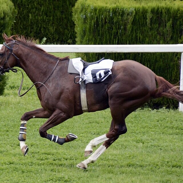 horse-racing-1577291_960_720